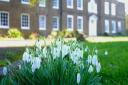 Snowdrops in Dulwich (photo: Adam Swain Photo)