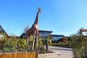 Zoo’s plan to play music and sell alcohol agreed by council bosses
