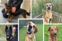 These lovable pups are looking for new homes.