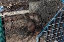 Two fox cubs had to be rescued after getting tangled in netting