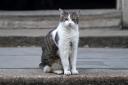 Larry the Cat is 17 years old and was introduced to Number 10 by former PM David Cameron