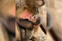 Adorable - newly named baby baboon Kairo with mum Kamena