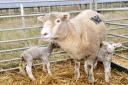 Another Bluetongue case has been found in Yorkshire