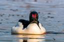 Anthony Wetherill will discuss satellite tracking of goosanders