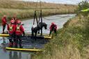 Firefighters rescue horse after falling into water in remote area in south Essex