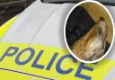 A 30-year-old man will appear in court in connection with the death of a fox near Clavering, according to Hertfordshire police