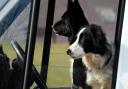 Archive image: two dogs in a car