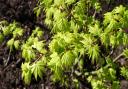 Acer in Japanese style garden