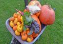 Pumpkins at The Gardens of Easton Lodge.