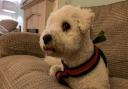 Pets Corner: Alan, Deanne, Katie and Ben's dog Barney