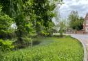 The village pond in Debden is currently covered in invasive plants