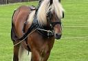 A Comtois horse called Univer in the display ring at the Saffron Walden County High School Open Farm event