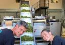 The grapes going into the new press at Saffron Grange Vineyard