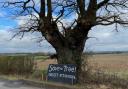 Campaigners are petitioning to save a historic oak tree in Clavering