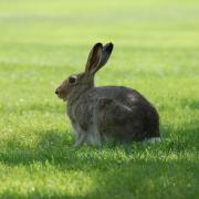 A hare from the Flickr account of Levon Levonian