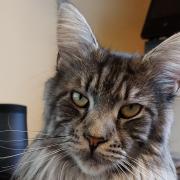 Pet's Corner: Angela's cat Skye is a Maine Coon