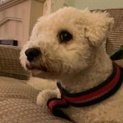 Pets Corner: Alan, Deanne, Katie and Ben's dog Barney