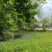 The village pond in Debden is currently covered in invasive plants