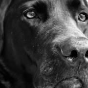 Milo, a black Labrador, the winner of a St Clare Hospice Winter Walkies cutest canine competition