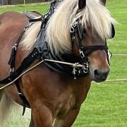 A Comtois horse called Univer in the display ring at the Saffron Walden County High School Open Farm event