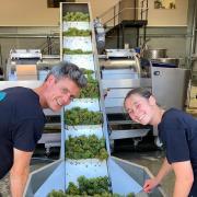 The grapes going into the new press at Saffron Grange Vineyard