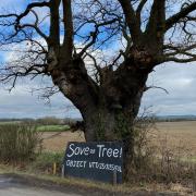 The Clavering oak tree has been saved from destruction