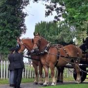 The Suffolk Punch horses at David Forster's funeral