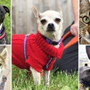 Could you give any of these Essex pets a home?