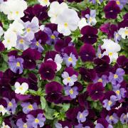 The best trailing pansy - Pansy Cool Wave Berries and Cream Mix