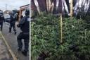 Maldon police found the cannabis after a raid