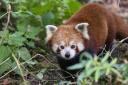 Cherry has been welcomed to Marwell Zoo