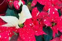 Example of speckled bracts on Poinsettia