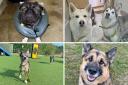 Up for adoption - These six perfect pups at Basildon's Dogs Trust rehoming centre are looking for their forever homes.