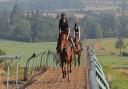 On the beautiful Oxfordshire gallops with David Dennis Racing.