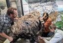 The installation of the woolly mammoth head at Saffron Walden Museum