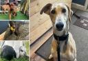 Could you give any of these Essex RSPCA pets a home?