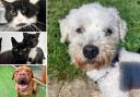 Can you help any of these Essex RSPCA pets find a home?