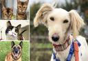 Can you help any of these Essex RSPCA pets find a home?