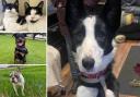 Can you help any of these Essex RSPCA pets find a home?