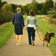 Blue-green algae poisoning often eventually causes fatal liver failure, so it is important owners are vigilant.