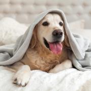 As dogs begin to shed their lighter coats in favour of winter coats, experts have warned people not to let their pets into bed with them