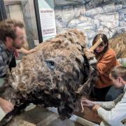 The installation of the woolly mammoth head at Saffron Walden Museum