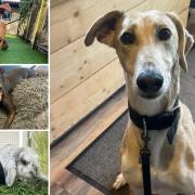 Could you give any of these Essex RSPCA pets a home?