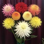 Winning dahlias at the Saffron Walden Horticultural Society Autumn Show