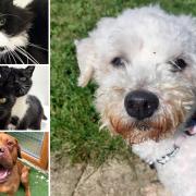 Can you help any of these Essex RSPCA pets find a home?