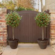 Standard Holly Trees with 'Pinecone' Planters