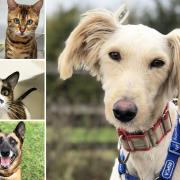 Can you help any of these Essex RSPCA pets find a home?