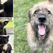 Can you help any of these Essex RSPCA pets find a home?