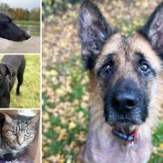 Can you help any of these Essex RSPCA pets find a home?