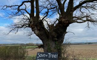 The Clatterbury Oak in Clavering